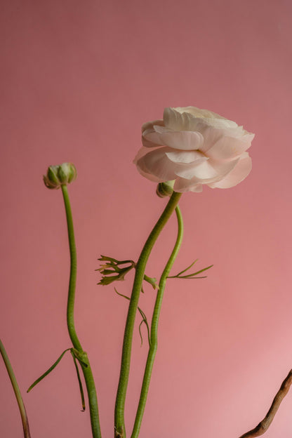 Fine Art Photographer | Lucas